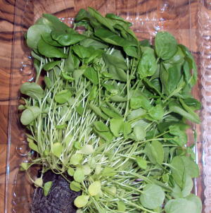 Watercress--the version I bought had the dirt/roots still attached, but I don't think it's always sold that way.